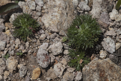 Chrysanthemum coreanum