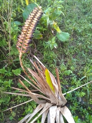 Vriesea macrostachya