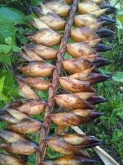 Vriesea macrostachya