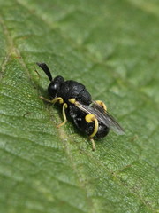 Brachymeria tibialis