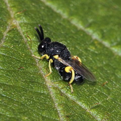 Brachymeria tibialis