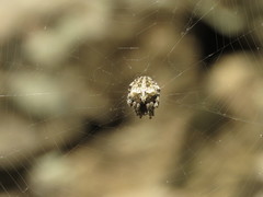 Araneus circe