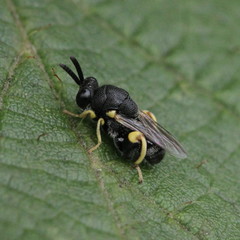 Brachymeria tibialis