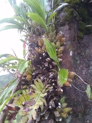 Ida barringtoniae