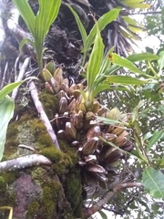 Ida barringtoniae