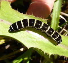 Lepidoptera