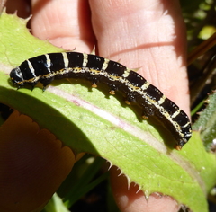 Lepidoptera