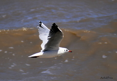 Chroicocephalus maculipennis