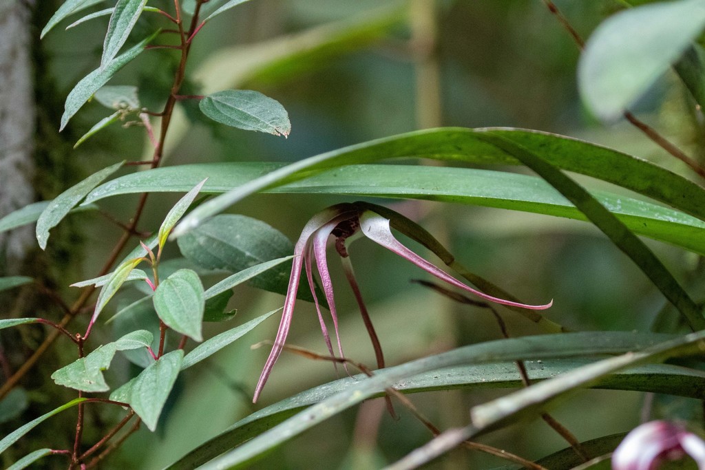 Maxillaria longissima; photograph (c) Thibaud Aronson, some rights reserved (CC BY-SA)