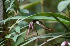 Maxillaria longissima