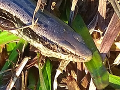Diploglossidae
