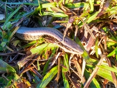 Diploglossidae