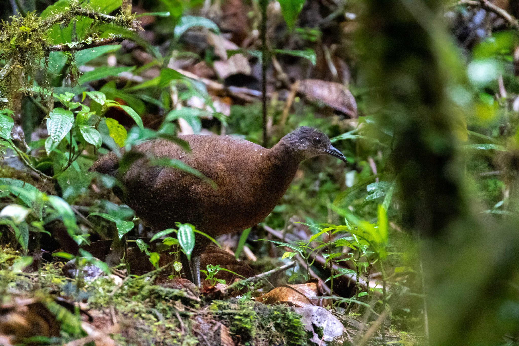 Hooded Tinamou illustration