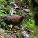Hooded Tinamou - Photo (c) Thibaud Aronson, some rights reserved (CC BY-SA), uploaded by Thibaud Aronson