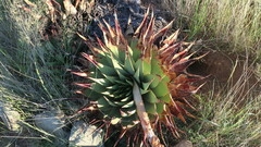 Aloe broomii