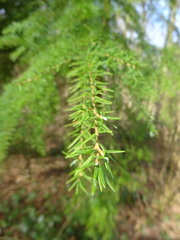 Tsuga heterophylla