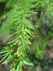 Tsuga heterophylla