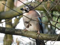 Garrulus glandarius