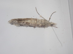 Ypsolopha asperella
