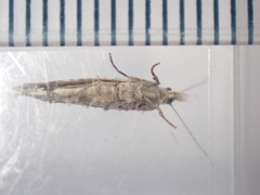 Ypsolopha asperella