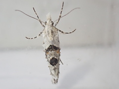 Ypsolopha asperella