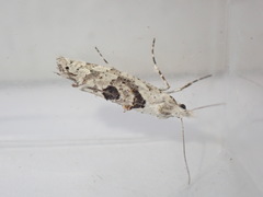 Ypsolopha asperella