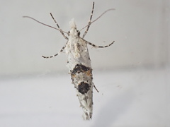 Ypsolopha asperella