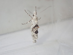 Ypsolopha asperella