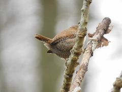 Troglodytes troglodytes