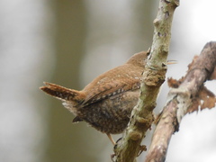 Troglodytes troglodytes