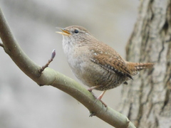 Troglodytes troglodytes