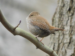 Troglodytes troglodytes