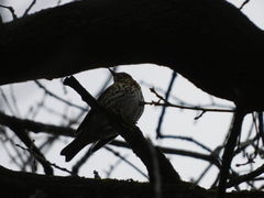 Turdus philomelos