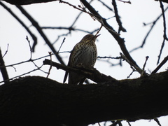 Turdus philomelos