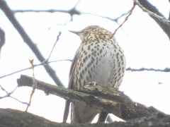 Turdus philomelos