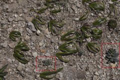 Orostachys malacophylla