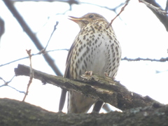 Turdus philomelos