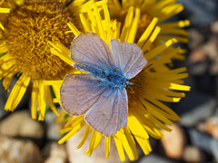 Polyommatus icarus