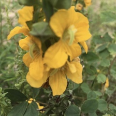 Alectra picta