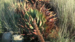 Aloe broomii