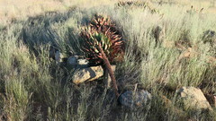 Aloe broomii