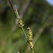 Woolly-fruited Sedge - Photo (c) aarongunnar, some rights reserved (CC BY), uploaded by aarongunnar