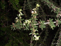 Lippia turbinata