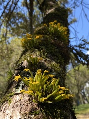 Acianthera sonderiana