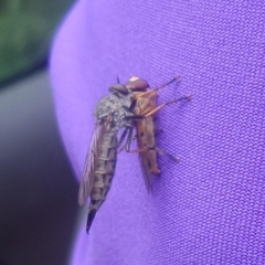 Neomochtherus geniculatus