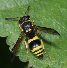 Ancistrocerus longispinosus