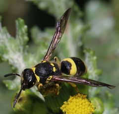 Ancistrocerus longispinosus