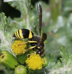 Ancistrocerus longispinosus
