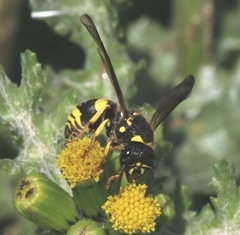 Ancistrocerus longispinosus