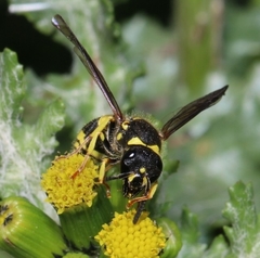 Ancistrocerus longispinosus